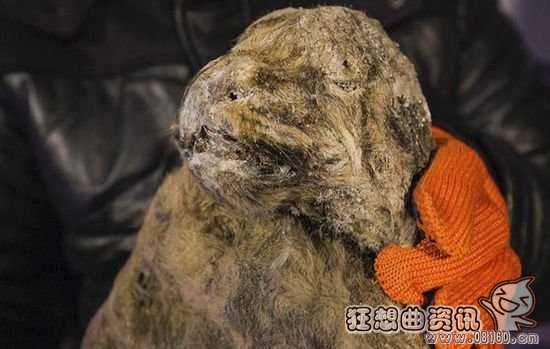 西伯利亚现万年冻狮，揭秘万年前狮子冻尸
