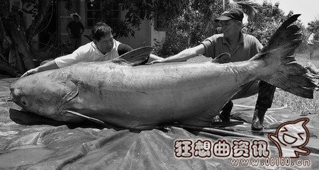 泰国惊现大鲶鱼重达293公斤(图)