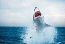 成年的大白鲨重量一般多少斤，大白鲨的天敌是什么?