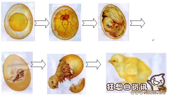 小鸡是怎样孵出来的？鸡蛋变小鸡的全过程