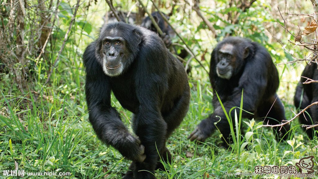 大猩猩和花豹pk的视频，揭秘大猩猩的寿命有多长
