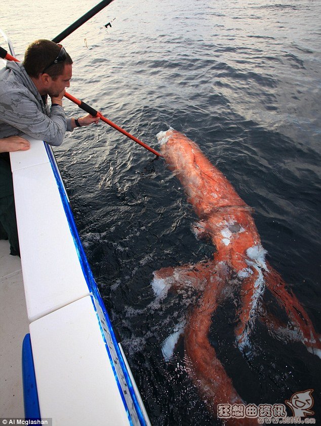 巨型鱿鱼尸体被大鲨鱼吞噬图片，鲨鱼是不是属于鱼类