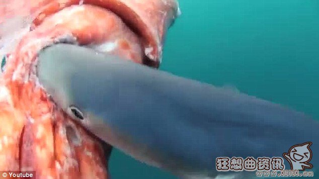 巨型鱿鱼尸体被大鲨鱼吞噬图片，鲨鱼是不是属于鱼类