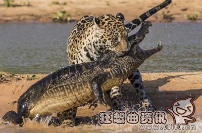 美洲豹当场咬死鳄鱼视频，美洲豹和老虎谁更厉害