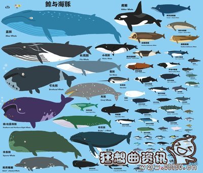 目前鲸鱼有多少种类鲸鱼的祖先是什么