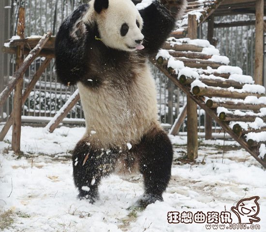 大熊猫可爱玩雪照片在日本走红，大熊猫可爱玩雪走红视频