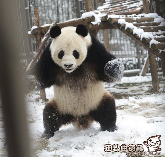 大熊猫可爱玩雪照片在日本走红，大熊猫可爱玩雪走红视频