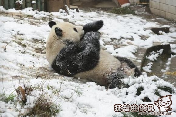 大熊猫可爱玩雪照片在日本走红，大熊猫可爱玩雪走红视频