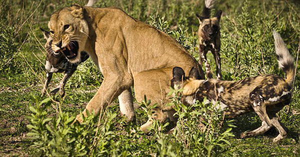 动物厮杀的惨烈真实场面，母狮与野狗厮杀