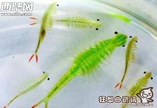 沧州疑现仙女虾　，和恐龙一个时代的动物