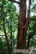 香榧树与红豆杉对比图片，香榧树与红豆杉的不同之处
