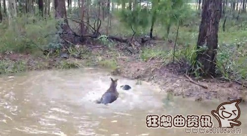 一只德国獒向水里的袋鼠狂吠，并且试图接近袋鼠，没想到被按在水里。视频截图