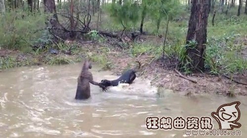 一只德国獒向水里的袋鼠狂吠，并且试图接近袋鼠，没想到被按在水里。视频截图