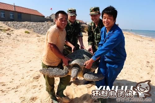 放生乌龟8年后救主人，放生乌龟的回报异事