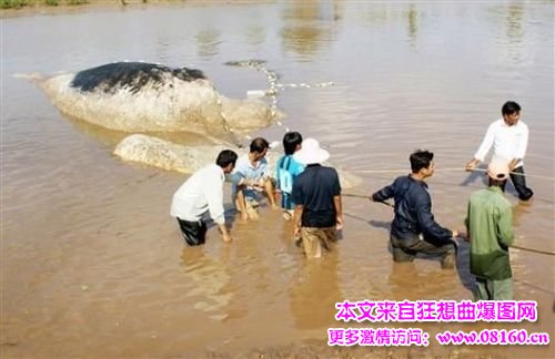 越南16米鲸鱼搁浅死亡，鲸鱼为什么会搁浅