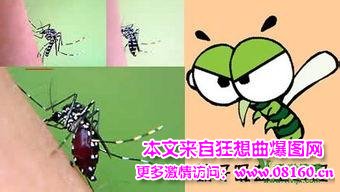 宁波一女子被蚊子咬死，蚊子竟然能咬死人！