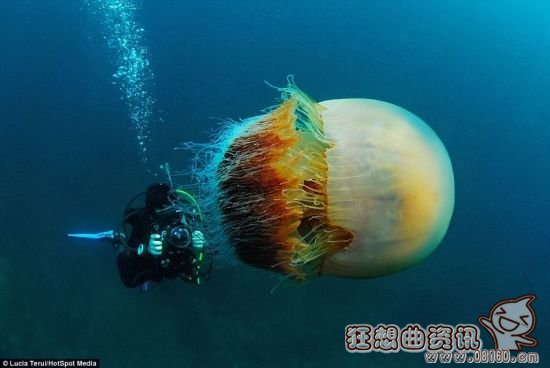 巨型水母弄沉日本渔船是真的吗？巨型水母能长多大？