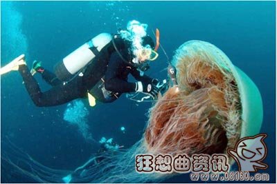 巨型水母弄沉日本渔船是真的吗？巨型水母能长多大？