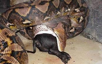 国外发现145岁大蟒蛇，蟒蛇一般能活多少年？