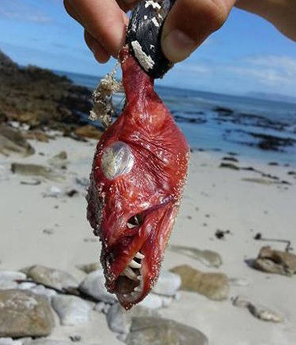 南非发现一面目狰狞的怪鱼，鹤姥鱼的资料介绍