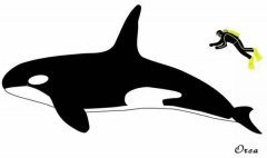 鲨鱼为什么怕海豚？动物性行爱行为海豚视频