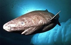 格陵兰鲨寿命非常的长，格陵兰鲨多少岁才能够产卵？