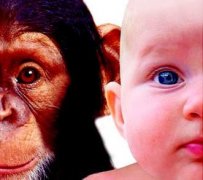 人类和黑猩猩能生育吗？为什么黑猩猩会吃同类？