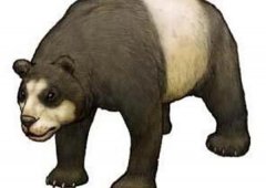 大熊猫吃村民的羊视频，大熊猫的祖先是肉食动