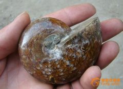 海螺化石图片及价格，海螺化石天珠是什么价格？