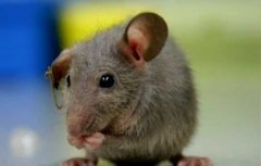 世界上活的最长的老鼠多大了？老鼠在超市冷柜吃肉图片