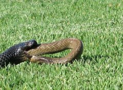 澳大利亚为什么那么多毒蛇？澳大利亚毒蛇都有哪些品种？