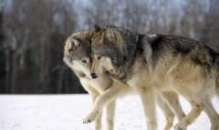 东北家狗野狼打架视频，狼和狗血缘关系揭秘（可以交配吗）