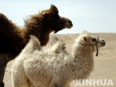 骆驼为什么可以在沙漠中行走自如？鬼吹灯里面