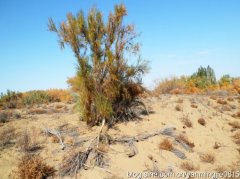 沙漠梭梭草为什么能在沙漠生存？沙漠中的植物主要有哪些