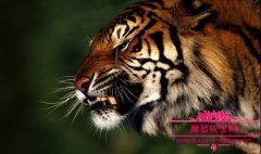 东北虎捕猎猎物的珍贵视频，野外不幸遇上老虎应该如何自救？