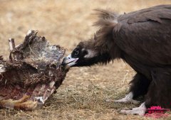 秃鹫的寿命能活多长时间？记者记录天葬秃鹫吃