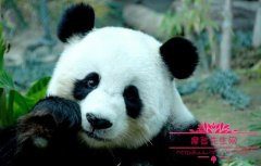 熊猫除了吃竹子还吃什么？大熊猫是不是只有中