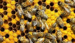 蜜蜂为何不攻击养蜂人？养蜂场的蜂蜜能直接吃