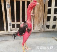 越南斗鸡为什么没有毛？斗鸡和土鸡打架视频