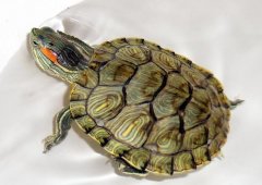 家里养乌龟风水摆放位置介绍，养乌龟为什么不能养双？