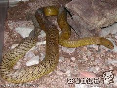 毒蛇咬死的捕蛇者视频，世界上最毒蛇是什么蛇
