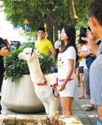 深圳女子居然街头遛羊驼，“草泥马”到底多少