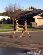 澳大利亚袋鼠当街斗殴视频，獒犬与袋鼠打架被