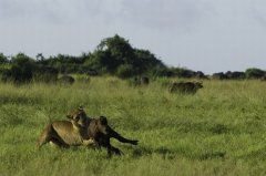非洲狮子与野牛大战实拍，动物界中的战斗小能