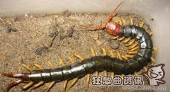 巨型蜈蚣吃掉毒蛇过程视频，蜈蚣有什么生活习