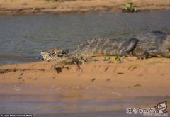 老虎潜伏在水里咬死鳄鱼，老虎和鳄鱼打架精彩