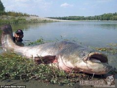 世界上最大的巨型鲶鱼图，鲶鱼可以吃掉跟自己