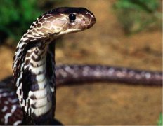 为什么森蚺叫蚺不叫蛇，世界第一巨蛇真实照片