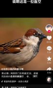 血空啥意思？血空是什么梗？