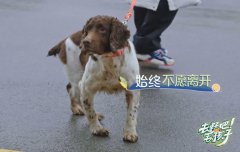 退役搜救犬领养条件，有什么待遇？